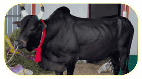 แทงวัวชนออนไลน์