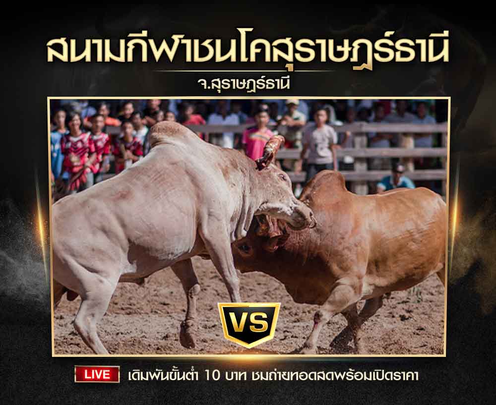 สนามกีฬาชนโคสุราษฎร์ธานี