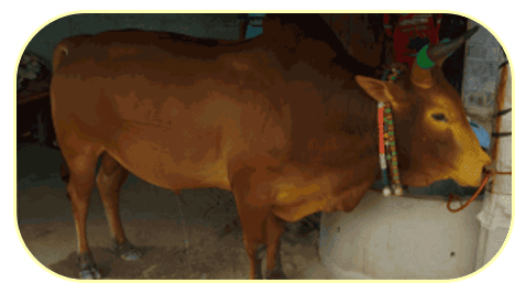 แทงวัวชนออนไลน์